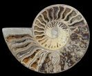 Choffaticeras (Daisy Flower) Ammonite - Madagascar #80914-2
